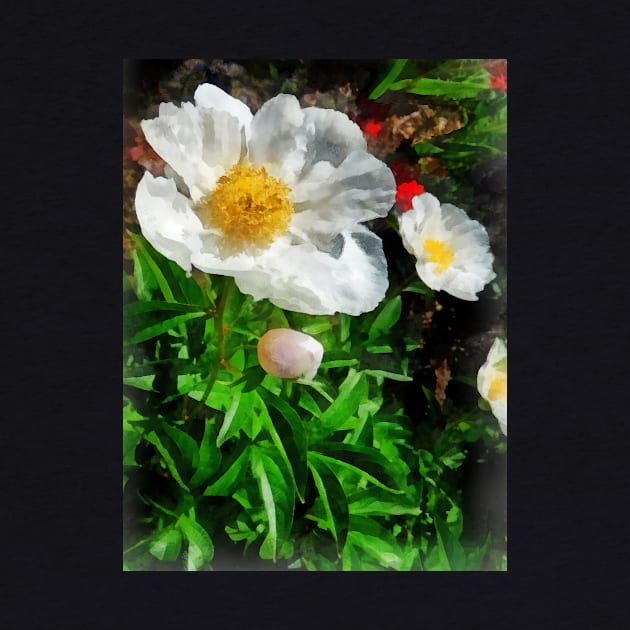 Two White Poppies by SusanSavad